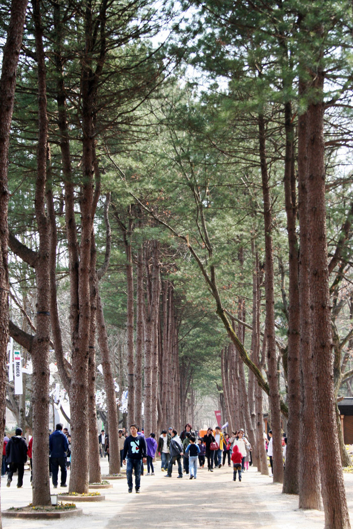 남이섬 잣나무길 (사진: 한국관광공사)