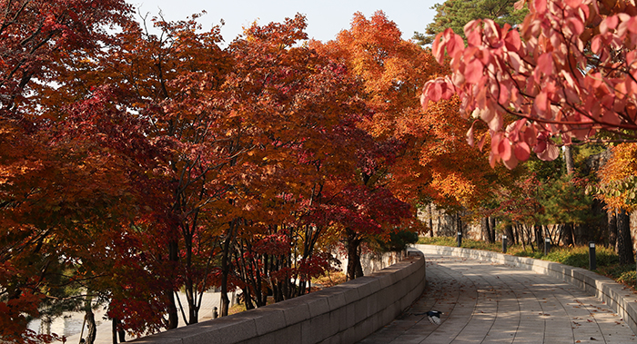  11일 국립중앙박물관 거울못 옆길이 붉게 물든 잎을 통과한 햇살에 붉은빛을 띠고 있는 가운데 까치 한 마리가 먹이를 물고 둥지로 향하고 있다.