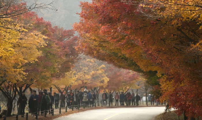 ▲ 전라북도 내장산에는 한국의 가을 절경을 만끽하려는 관광객들로 북적인다. 전한 기자