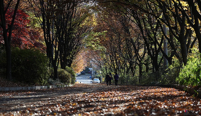 떨어진 낙엽으로 가득 찬 서대문구의 안산공원. (사진: 전한)