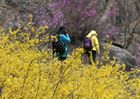 서울 도심에서의 다양한 봄 축제를 즐겨요