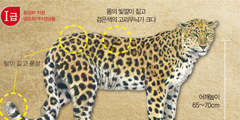 100년전 한반도는 ‘표범의 땅’