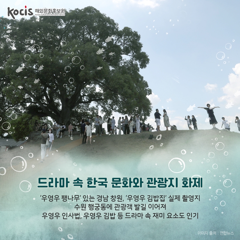  드라마 속 한국 문화와 관광지 화제         ‘우영우 팽나무’ 있는 경남 창원, ‘우영우 김밥집’ 실제 촬영지 수원 행궁동에 관광객 발길 이어져   우영우 인사법, 우영우 김밥 등 드라마 속 재미 요소도 인기  